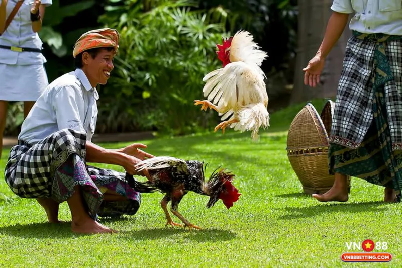 Cách chọn gà trước khi xuống tiền