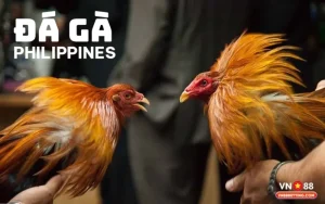 Đá gà Philippines VN88