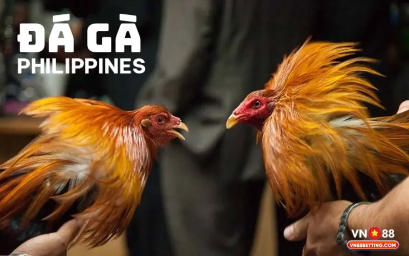Đá gà Philippines VN88