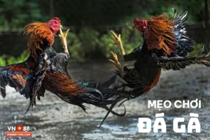 Mẹo chơi đá gà VN88