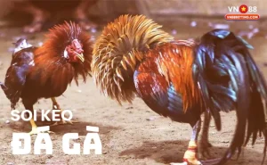 Soi kèo đá gà VN88