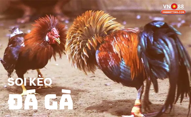 Soi kèo đá gà VN88