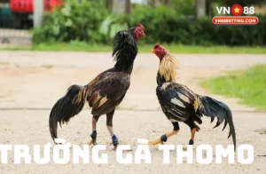 Trường gà Thomo VN88
